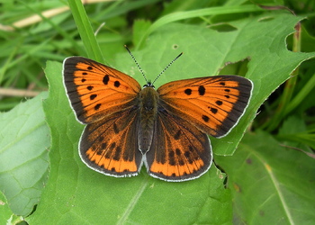 Großer Feuerfalter (Lycaena dispar) - © Anton Koschuh